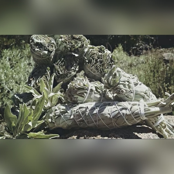 Xô Thơm - Sái Tịnh Hương white sage california