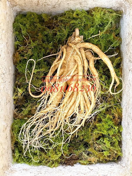 SÂM TƯƠI HÀN QUỐC: SIÊU_TO_KHỔNG_ LỒỒỒỒỒỒỒỒỒ