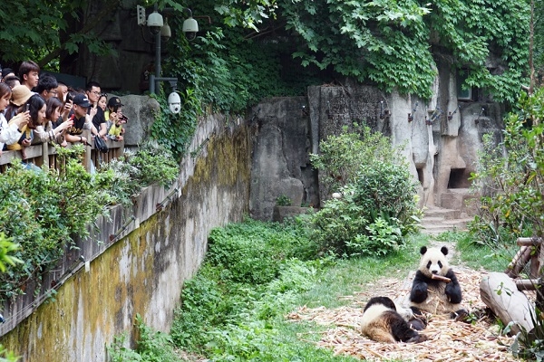 [2024] TRUNG QUỐC 5N4Đ 3U THÀNH ĐÔ – CỬU TRẠI CÂU – CÔNG VIÊN GẤU TRÚC