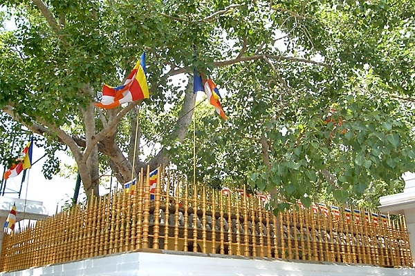 [2024] KHÁM PHÁ SRI LANKA 8N7Đ MH HÒN ĐẢO NGỌC ẤN ĐỘ DƯƠNG