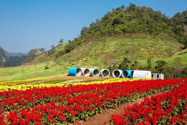 DU LỊCH MỘC CHÂU - SƠN LA 2N1Đ