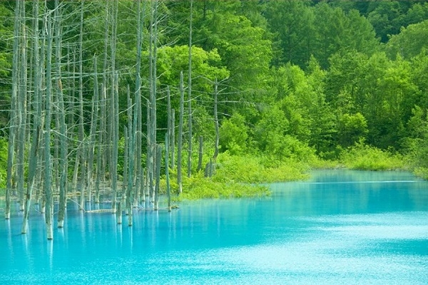 [2025] KHÁM PHÁ HOKKAIDO MÙA THU 6N5Đ NH SAHIKAWA – SAPPORO – TOKYO 