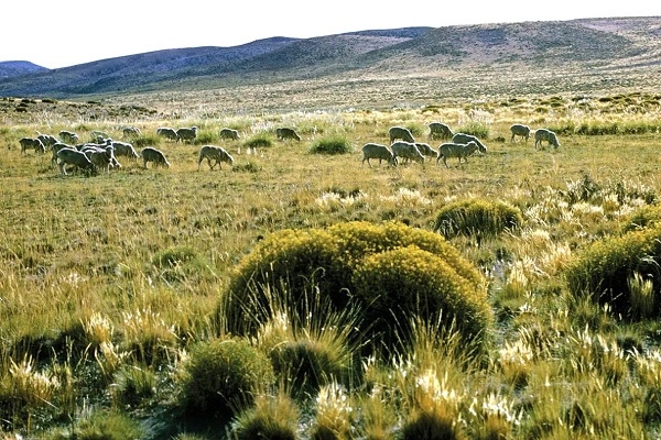 [2024] CHƯƠNG TRÌNH DU LỊCH ĐẶC BIỆT NAM MỸ ARGENTINA – PERU – BRAZIL 18N17Đ QR