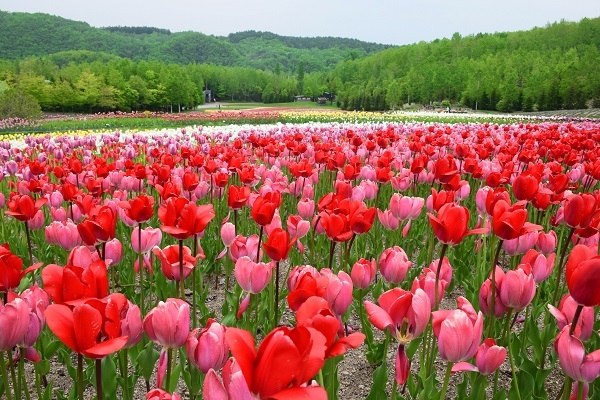 [2026] HOKKAIDO CHỚM THU NHẬT BẢN 6N5Đ VJ NGẮM LÁ ĐỎ VÀ CỎ ĐỔI MÀU KOCHIA