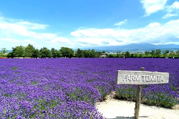 [2026] NHẬT BẢN 6N5Đ ANA KHÁM PHÁ HOKKAIDO MÙA LAVENDER