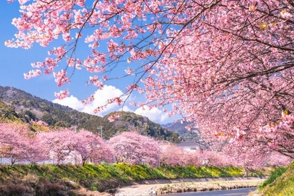 [2026] ĐÓN TẾT NGUYÊN ĐÁN NHẬT BẢN 6N5Đ VJ TOKYO – PHÚ SĨ – KYOTO – OSAKA