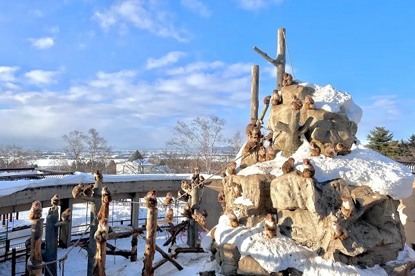 [2026] HOKKAIDO CHỚM THU NHẬT BẢN 6N5Đ VJ NGẮM LÁ ĐỎ VÀ CỎ ĐỔI MÀU KOCHIA