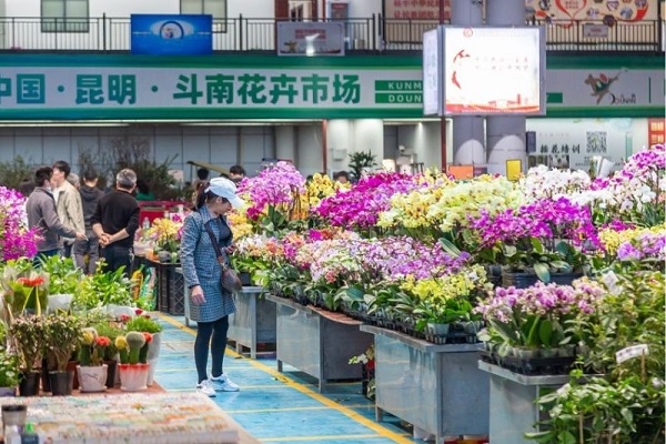 [2025] DU LỊCH TRUNG QUỐC 5N4Đ DR CÔN MINH – ĐẠI LÝ – LỆ GIANG