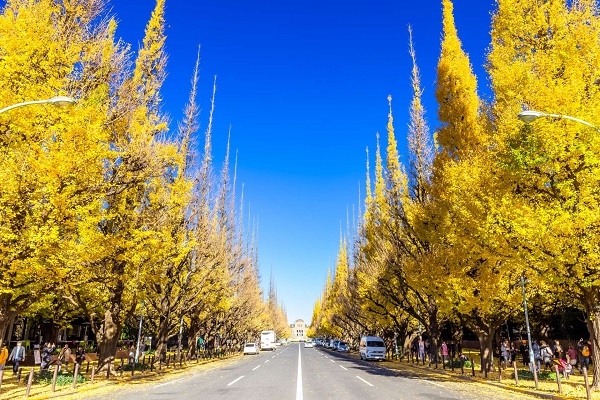 [2024] MÙA THU TATEYAMA KUROBE 6N5Đ VNA NHẬT BẢN