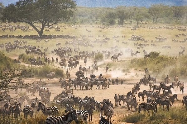 [2026] KHÁM PHÁ CHÂU PHI 10N9Đ ET TIẾNG GỌI NƠI HOANG DÃ KENYA – TANZANIA