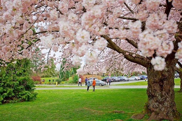 [2024] LIÊN TUYẾN CANADA 11N10Đ EVA MÙA HOA ANH ĐÀO