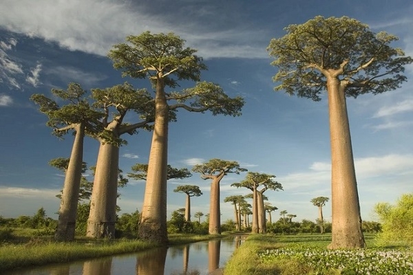 [2026] KHÁM PHÁ CHÂU PHI 10N9Đ ET TIẾNG GỌI NƠI HOANG DÃ KENYA – TANZANIA