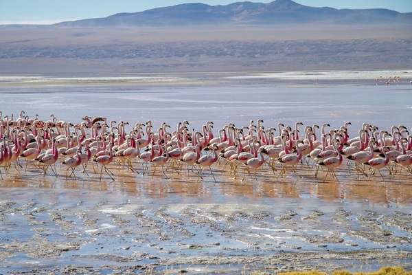 [2026] KHÁM PHÁ NAM MỸ ĐẶC BIỆT 20N16Đ TK BOLIVIA – PERU – CHILE 