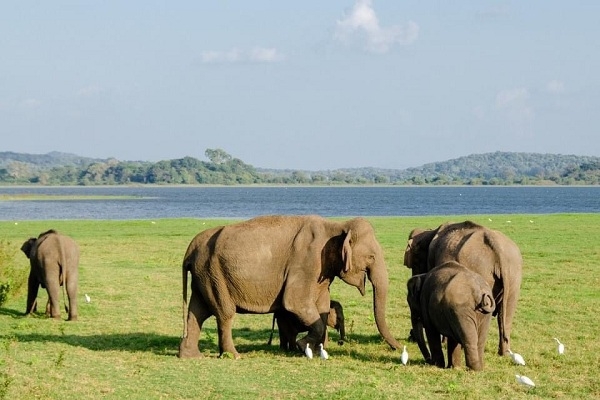 [2022] Khám phá Sri Lanka- hòn ngọc Ấn Độ Dương Việt Nam-Colombo-Anuradhapura-Lion Rock-Kandy-Nuwara Elyia 6N5D