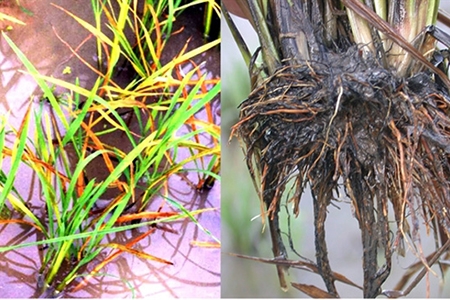 Nguyên nhân và cách xử lý bệnh nghẹt rễ lúa hiệu quả Kingbioworld - Chế ...