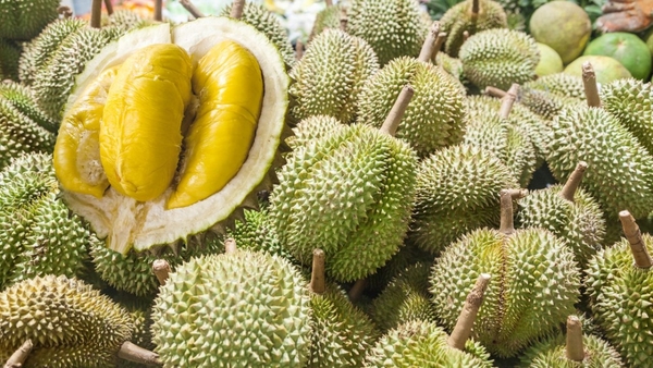 AT Siêu Kali - Nuôi Trái Sầu Riêng Miền Tây Ngọt Đậm, Cơm Đầy Trong Giai Đoạn Thu Hoạch 1 Bí quyết nuôi trái sầu riêng miền Tây trong giai đoạn thu hoạch