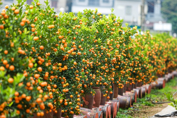 Quất là biểu trưng cho sự đủ đầy, viên mãn, tài lộc dồi dào, gia đình hạnh phúc. 