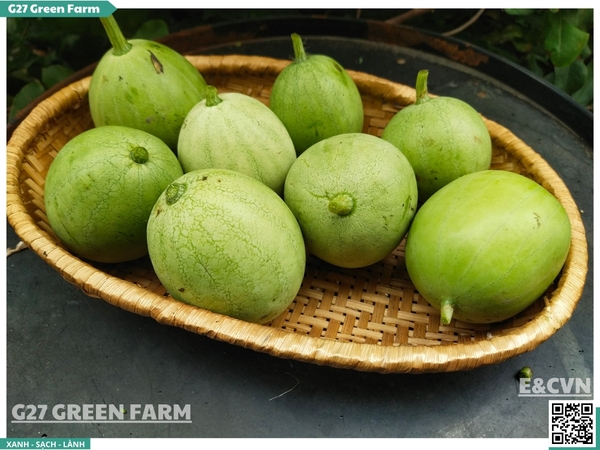 Dưa hấu non