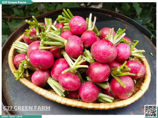 Củ cải đường