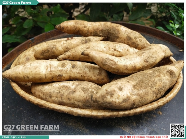 Khoai lang Sữa Thái