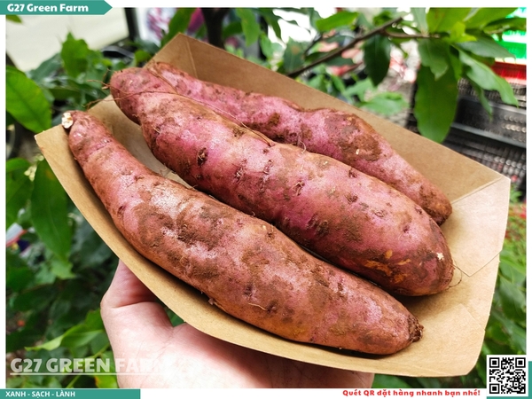 Khoai lang mật Tà Nung - Đà Lạt