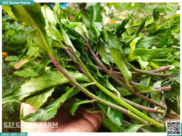 Rau rừng Gia Lai (Rau lủi, Bầu đất)