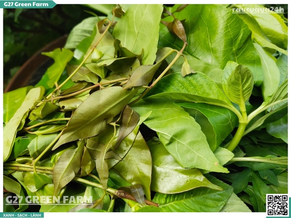 Rau rừng Tây Ninh