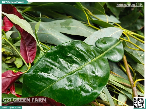 Sét lá xông giải cảm