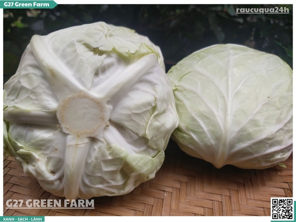 Bắp Cải Đà Lạt