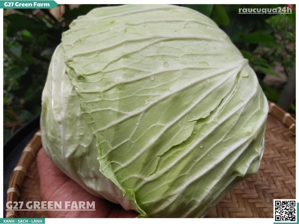 Bắp Cải mềm 1 cây