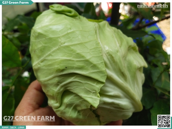 Bắp cải trái tim 300g up