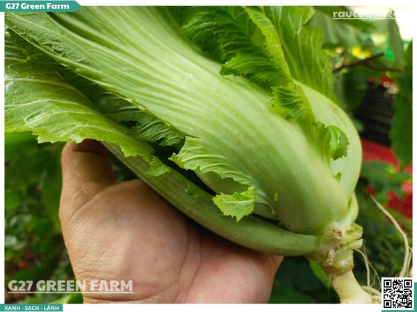 Cải bẹ xanh Đà Lạt 2 cây