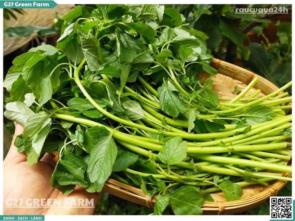Rau Dền Cơm (Slender Amaranth)