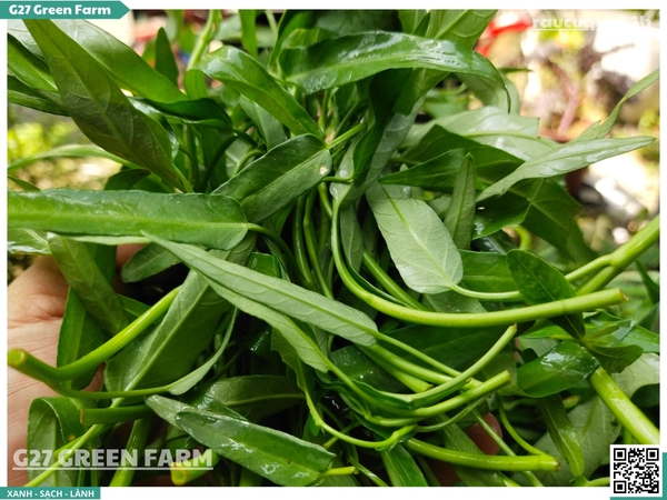 Rau Muống Nước Baby (Baby Aquatic Morning Glory)