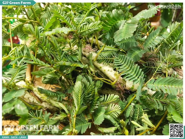 Rau Nhút (rau rút) 300g