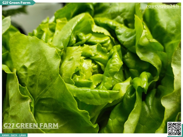 Xà Lách Búp (Iceberg Lettuce)