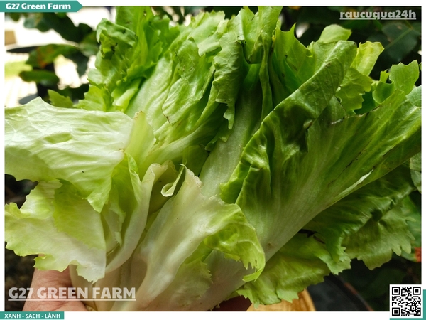 Xà lách carol 1 cây