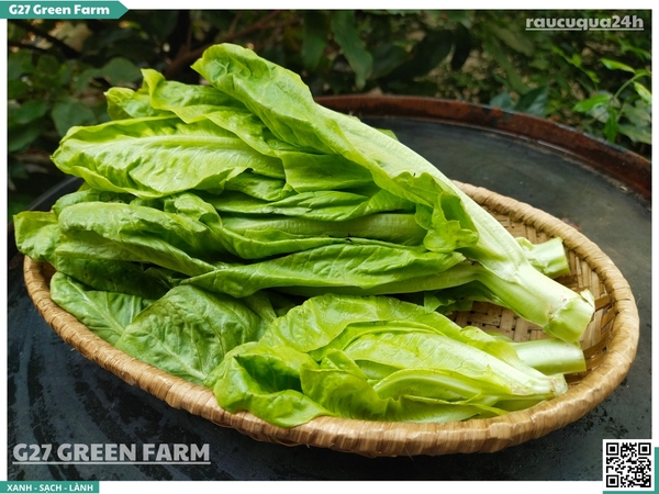 Xà Lách Diếp (Romaine Lettuce / Cos Lettuce)