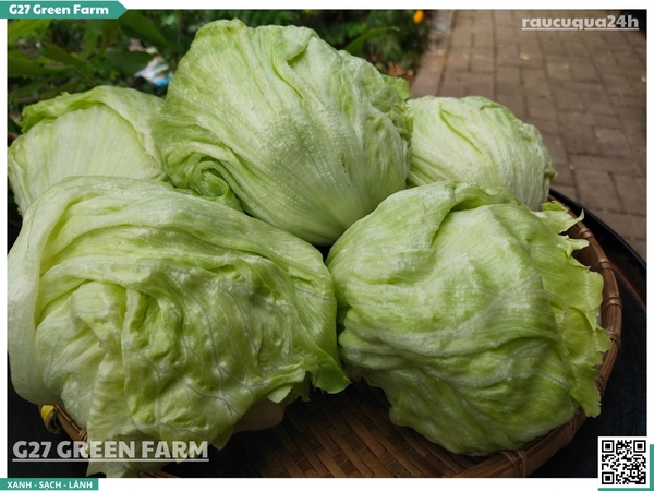 Xà lách Mỹ iceberg