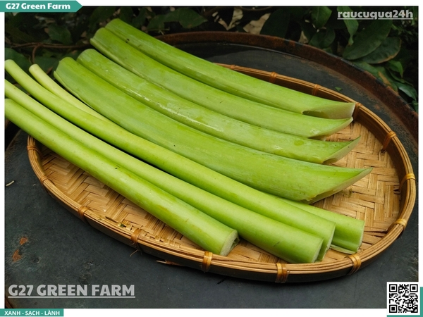 Bạc Hà / Dọc Mùng (Giant Elephant Ear Stems)