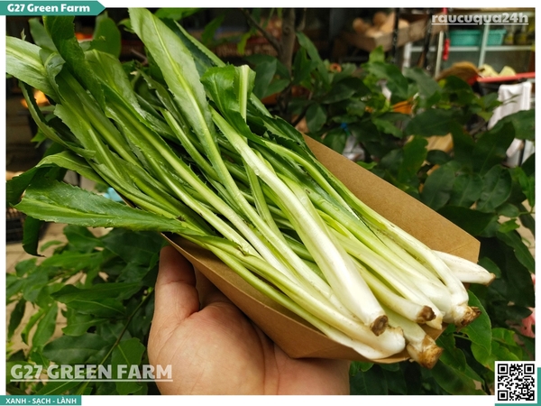 Ngò gai (mùi tàu)