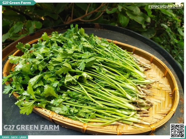 Ngò rí (rau mùi ta) 50g