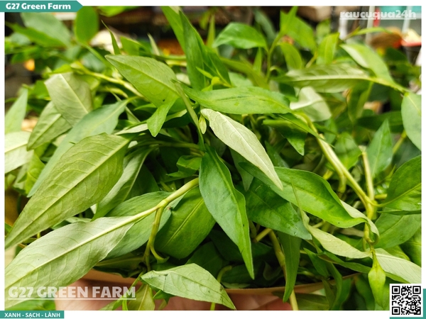 Rau răm miền Tây