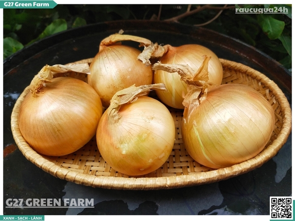 Hành tây size bi