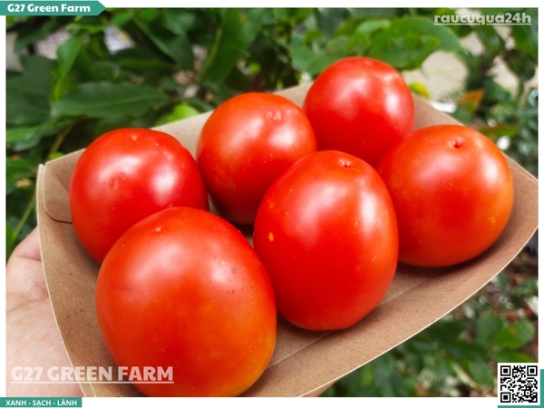 Cà chua rita size 8 - 10 trái /kg