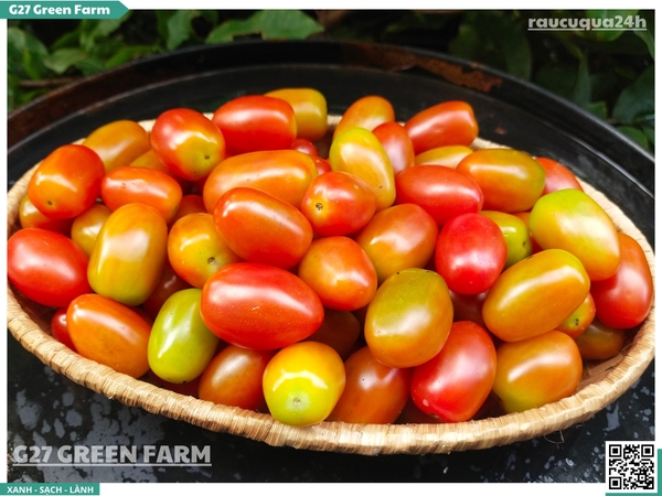 Cà chua bi cherry