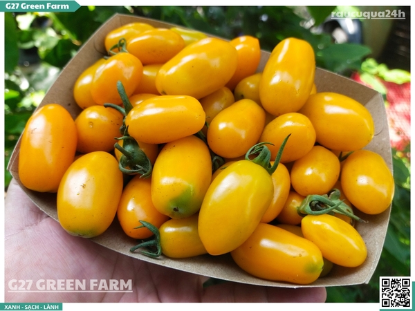 Cà chua cherry cam sữa