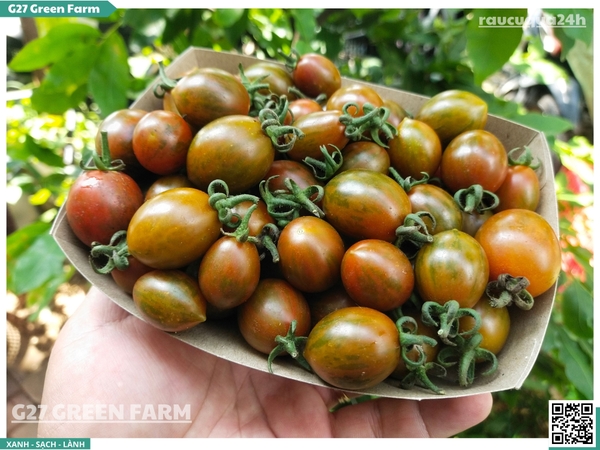 Cà chua cherry socola