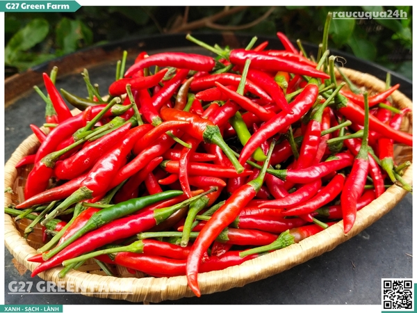 Ớt chỉ thiên đỏ