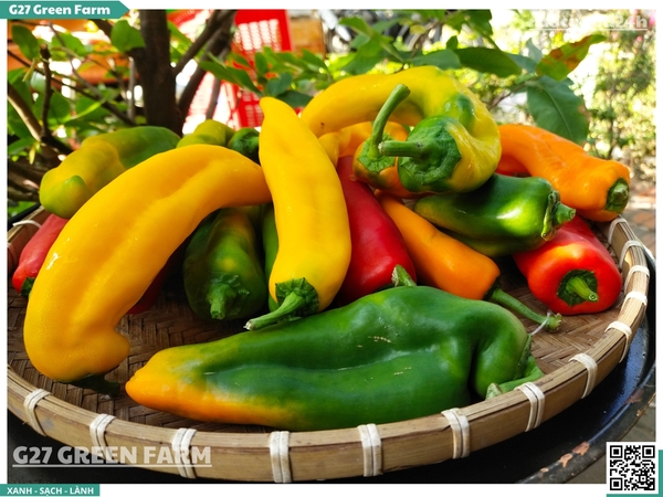 Ớt Palermo loại 2